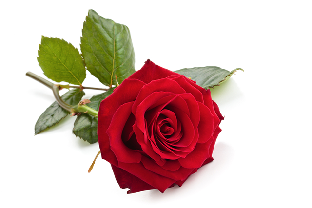 Rose Rose