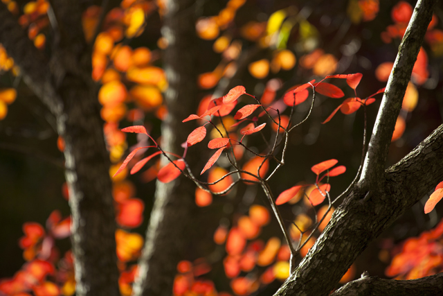 Red Leaves Red Leaves