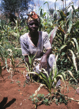 Fighting-World-Hunger-Kenyan-Farmer Kenyan farmer in an experimental corn field that uses Weizmann-developed methods.