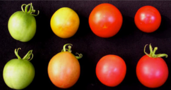 Fighting-World-Hunger-Genetically-Modified-Tomatoes Genetically modified tomatoes produced by the Department of Plant Sciences.