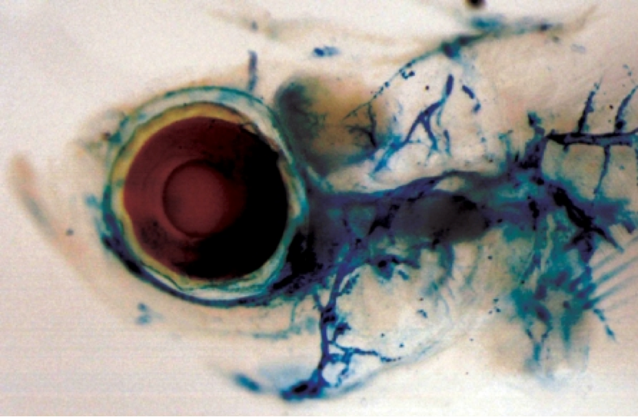 Lymphatic system of zebrafish.