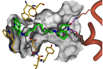 Alzheimer’s Disease Research at the Weizmann Institute of Science