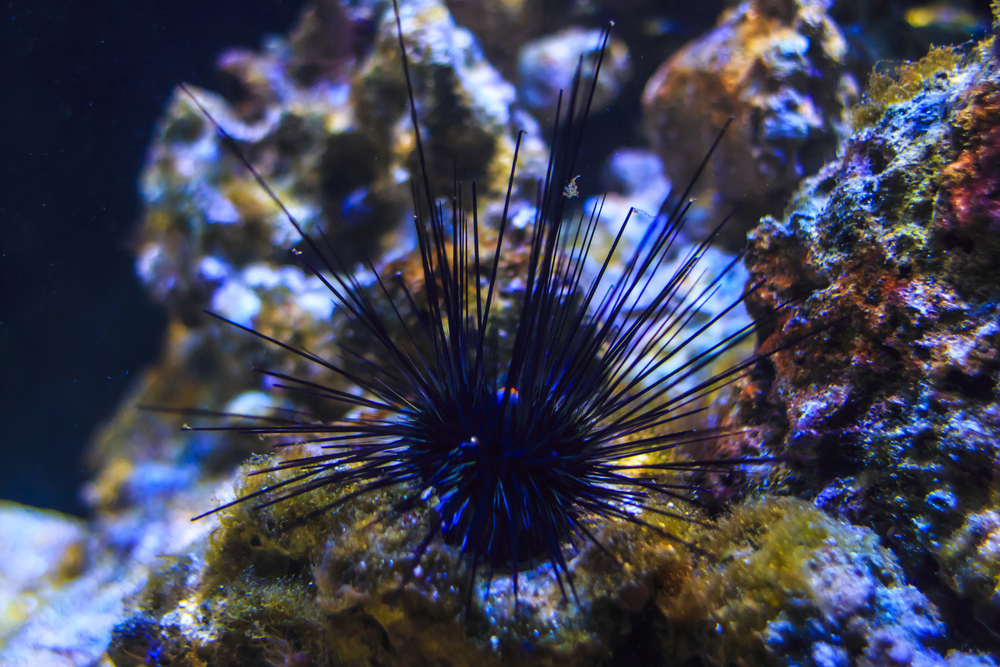 sea urchin