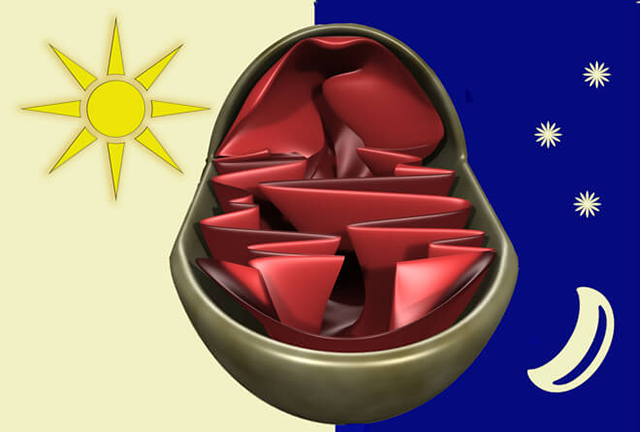 mitochondria day night mitochondria day night