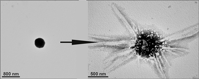 Nanoflasks Nanoflasks