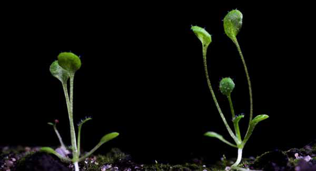 arabidopsis