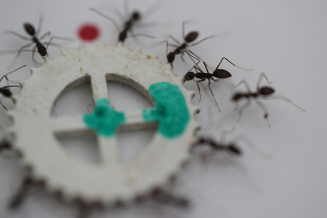 longhorn crazy ants longhorn crazy ants