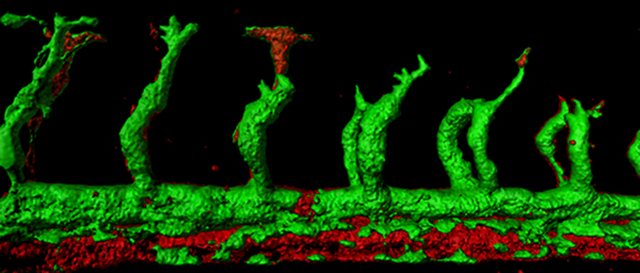 zebrafish zebrafish