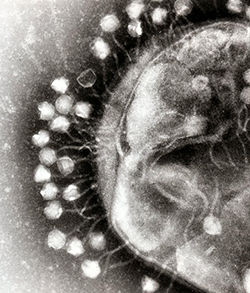 Phage phage