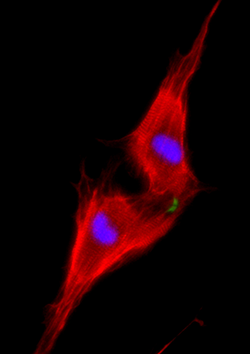 heart cell division heart cell division
