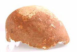 Manot Cave cranium Manot Cave cranium