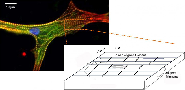 Chicken heart muscle cell