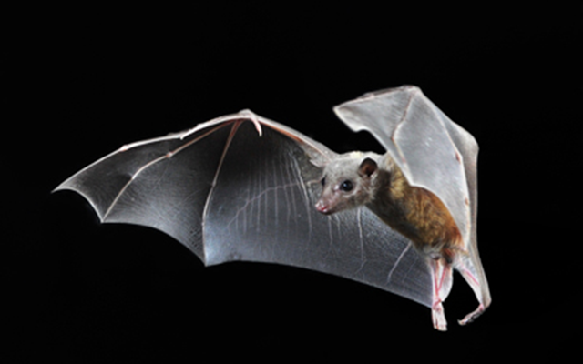 Bat Bat