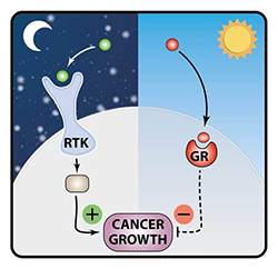 Tumors Might Grow Faster at Night