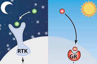 Tumors Might Grow Faster at Night