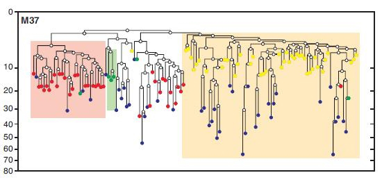 Mouse cell lineage tree. Oocytes are in red and bone marrow stem cells are shown in yellow, demonstrating that the two form separate clusters and have only a distant relationship.