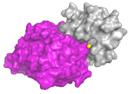 novel antibody acts as effectively as the natural control mechanism