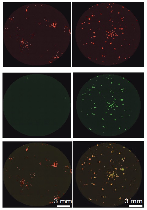 jacob-hanna_stem cells