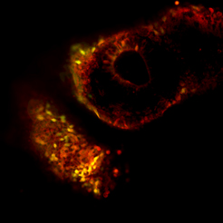 Human Naive iPS Derived Cells