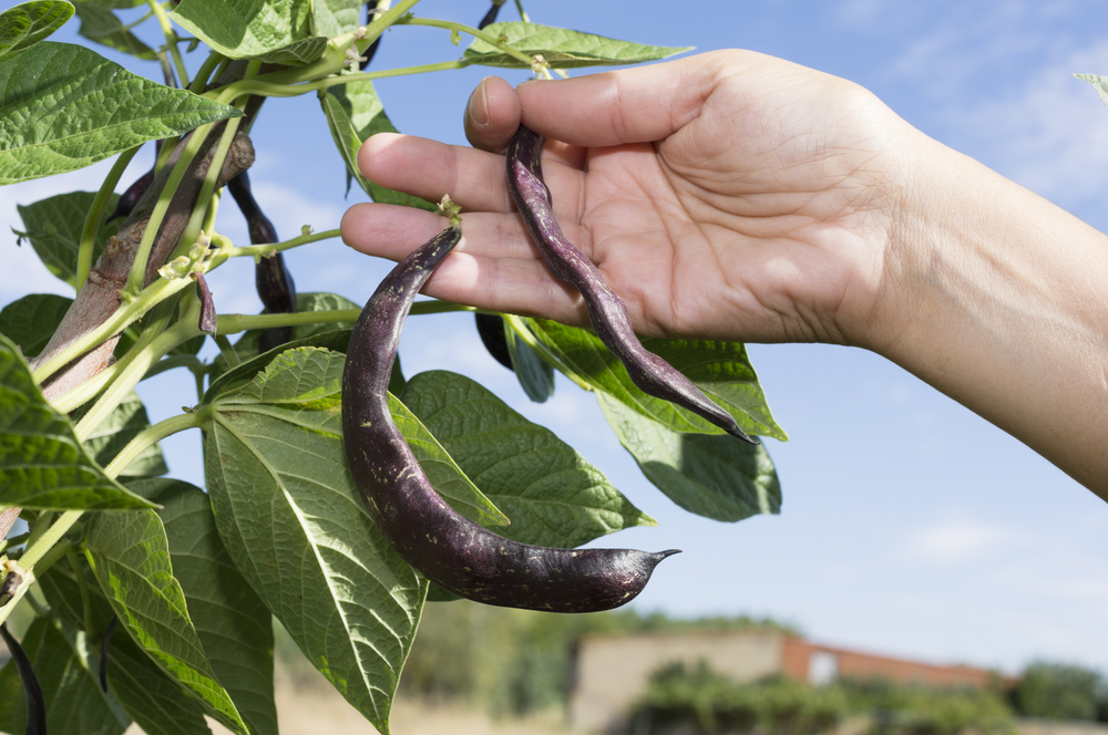 shutterstock_486338398_bean shutterstock_486338398_bean