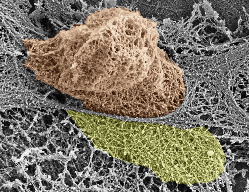 immune cells_cosmos article immune cells_cosmos article