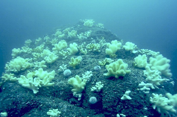 the-secret-of-how-sea-urchins-get-their-spines the-secret-of-how-sea-urchins-get-their-spines
