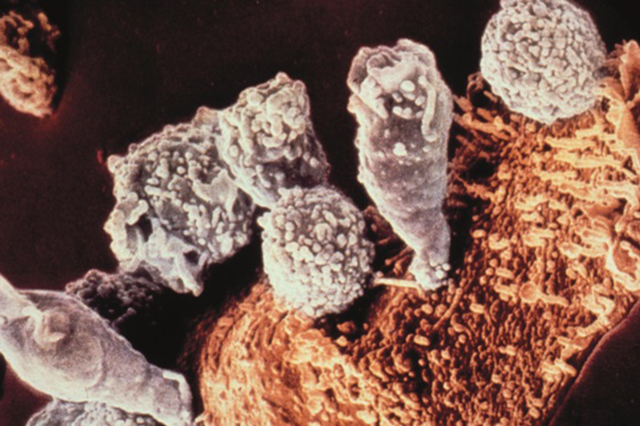group of t cells attack group of t cells attack