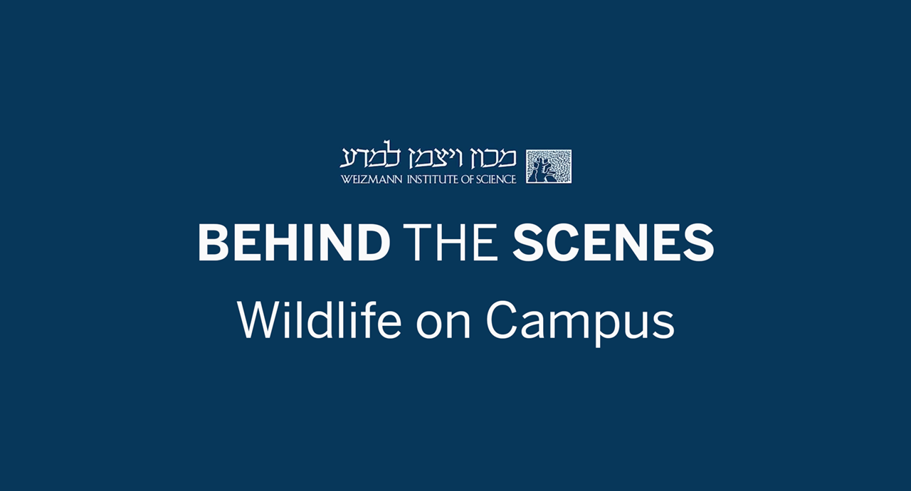 BTS Wildlife On Campus