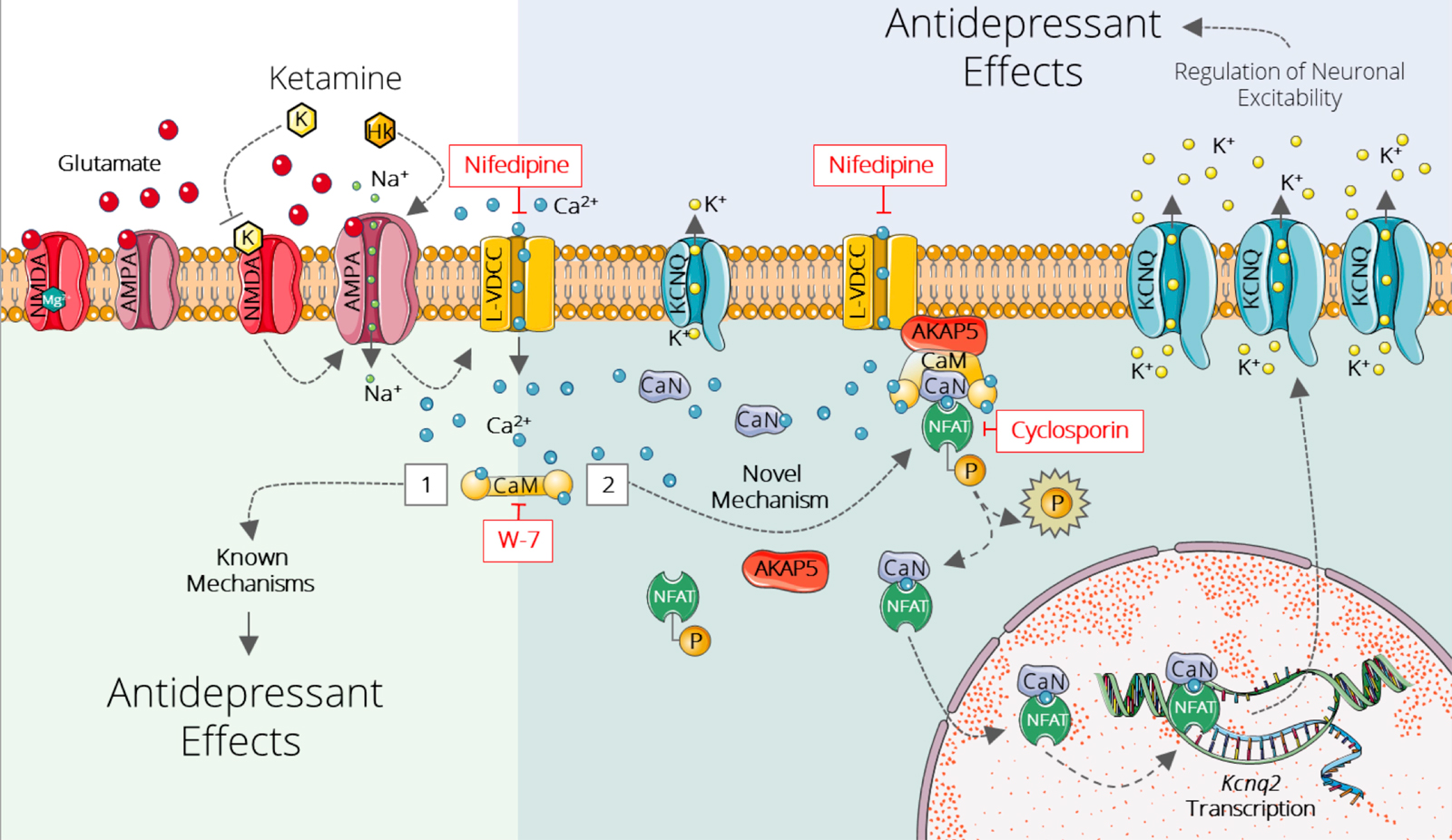 Changing the Channel: Study Sheds New Light on a Promising Antidepressant