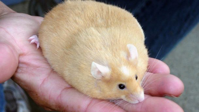 female mice stress female mice stress