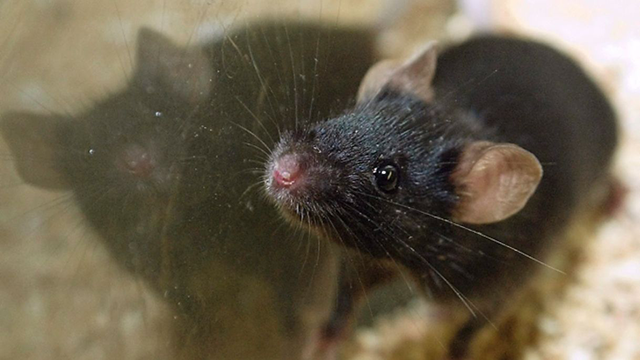 male mice male mice