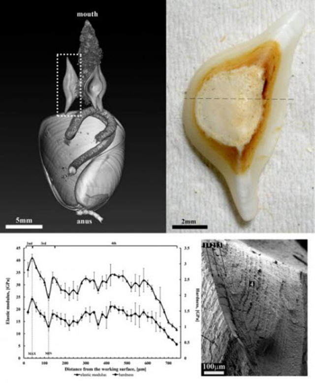 mollusk material mollusk material