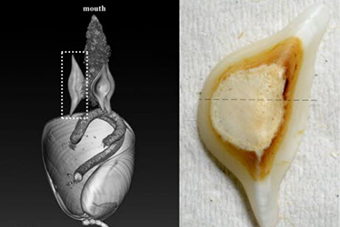 How Do Marine Mollusks Process Food Without Teeth?