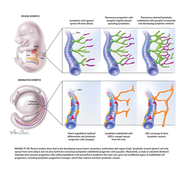 lymphatic embryos diagram lymphatic embryos diagram