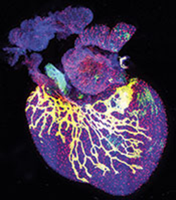 embryonic mouse heart