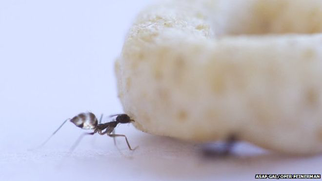 Ants moving large items