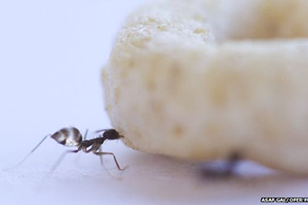 ""Leaders and Lifters"" Help Ants Move Massive Meals