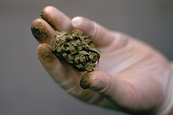 Science Seeks to Unlock Marijuana's Secrets