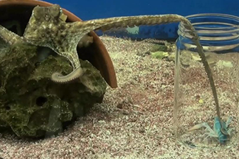 Smart Arms Control the Potential Chaos of Octopus Movement