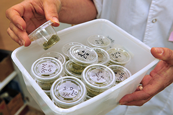 Israeli Innovation Extends to Medical Marijuana