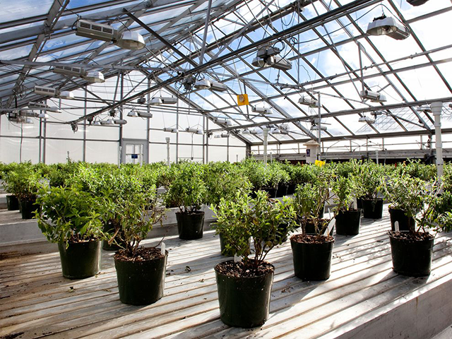 Stevia Plants Stevia Plants