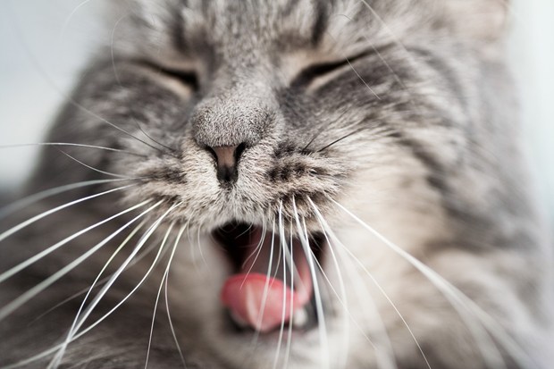  People  Can Learn to See  with Fake Whiskers  Attached to 