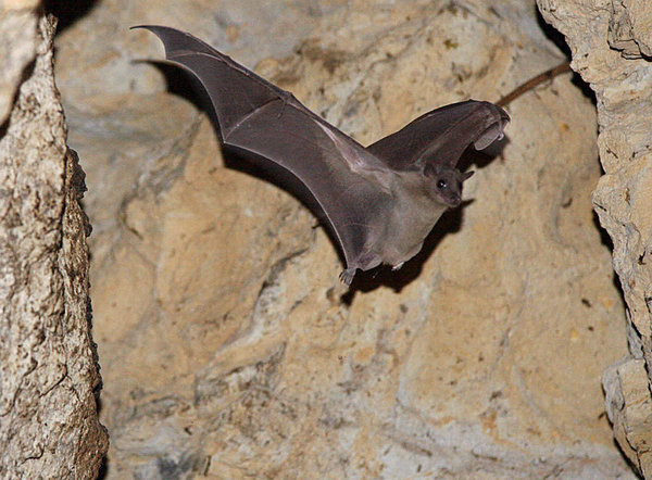 Scientists-Puzzle-Over-How-Bat-Brains-and-Rat-Brains-Build-Mental-Maps An Egyptian fruit bat flies in an abandoned quarry near the village of Mammari, west of Nicosia, in March 2007.