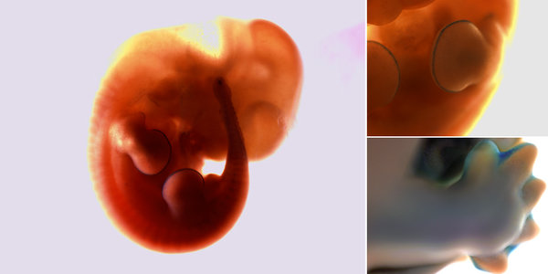 mouse-embryo