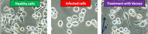 Treating-viruses-with-vecoys