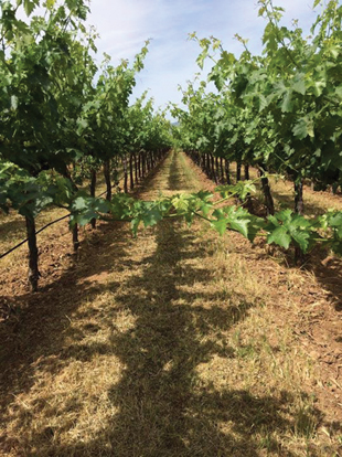 Hagafen Cellars