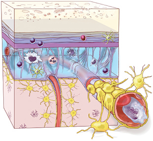 The Scientist_neuroimmunity The Scientist_neuroimmunity