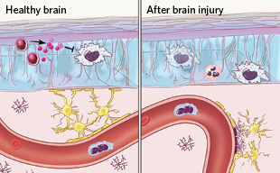 The Scientist_neuroimmunity The Scientist_neuroimmunity