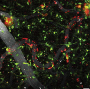 The Scientist_neuroimmunity The Scientist_neuroimmunity