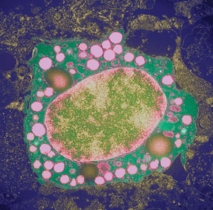 The Scientist_neuroimmunity The Scientist_neuroimmunity